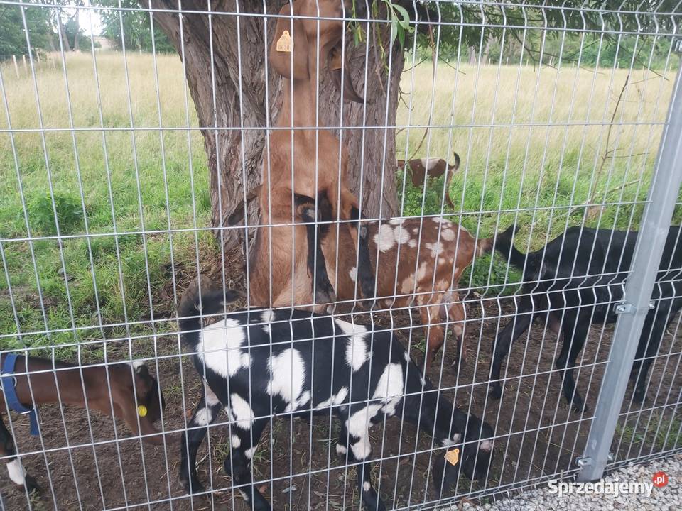 Stado kóz anglonubijskich Gądki