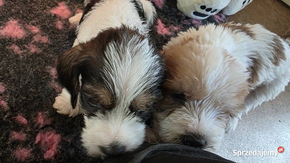 Petit Basset Griffon Vendeen łódzkie Sieradz sprzedam