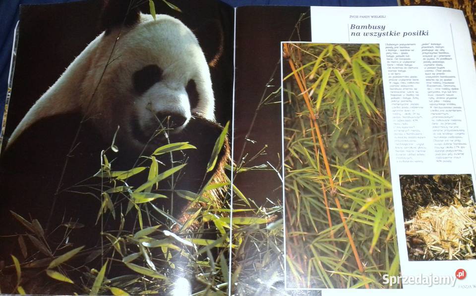 Świat dzikich zwierząt Larousse 4 Panda wielka Chełm