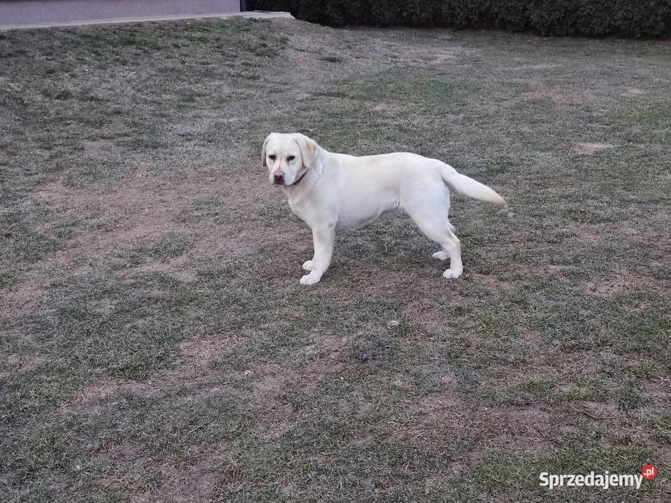 Labrador biszkoptowy suczka 10mcy lubelskie