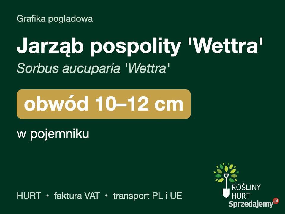 Jarząb pospolity Wettra obwód 1012 w pojemniku