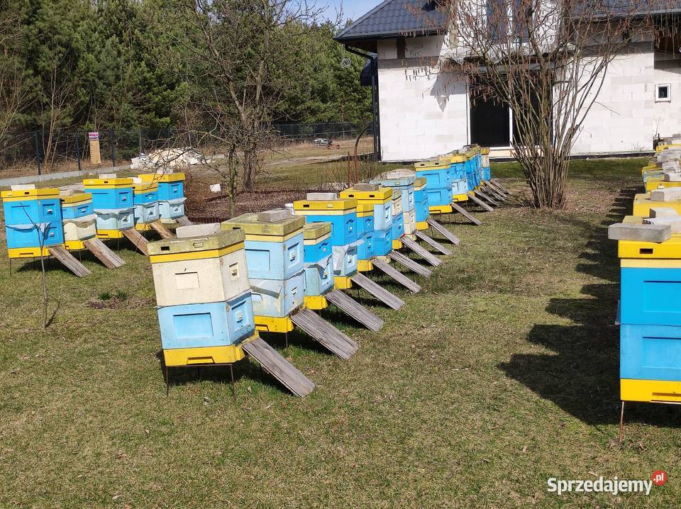 Rodziny pszczele Wiązowna Kościelna