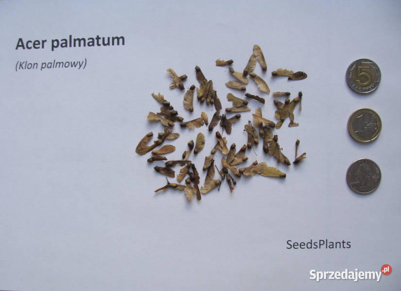 KLON PALMOWY Acer palmatum NASIONA 7000 sztuk Lubanie sprzedam