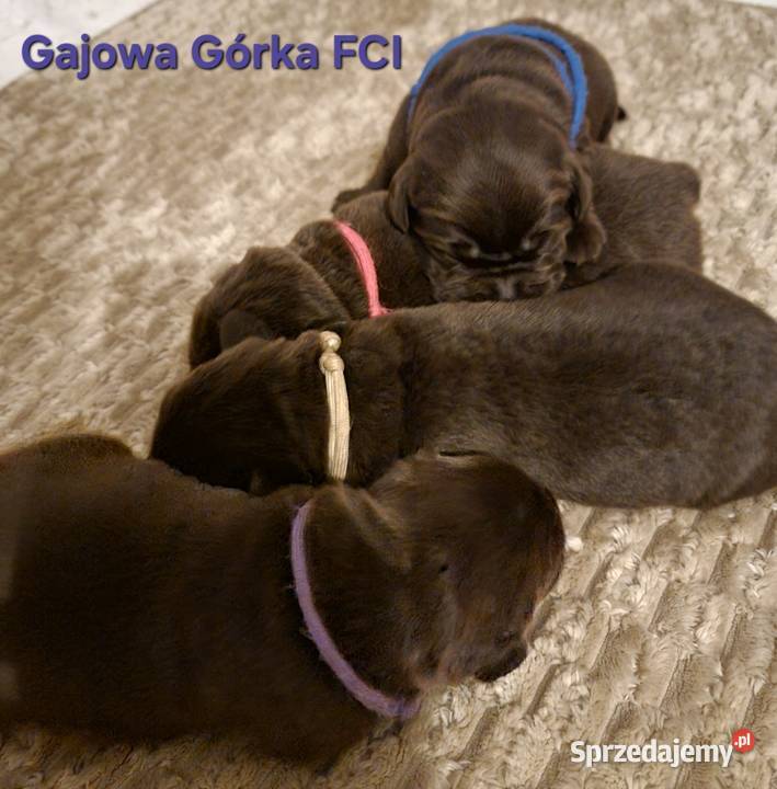 Szczęnieta Labrador Retriever FCI ZkwP oWrocław Labrador Gaj Oławski