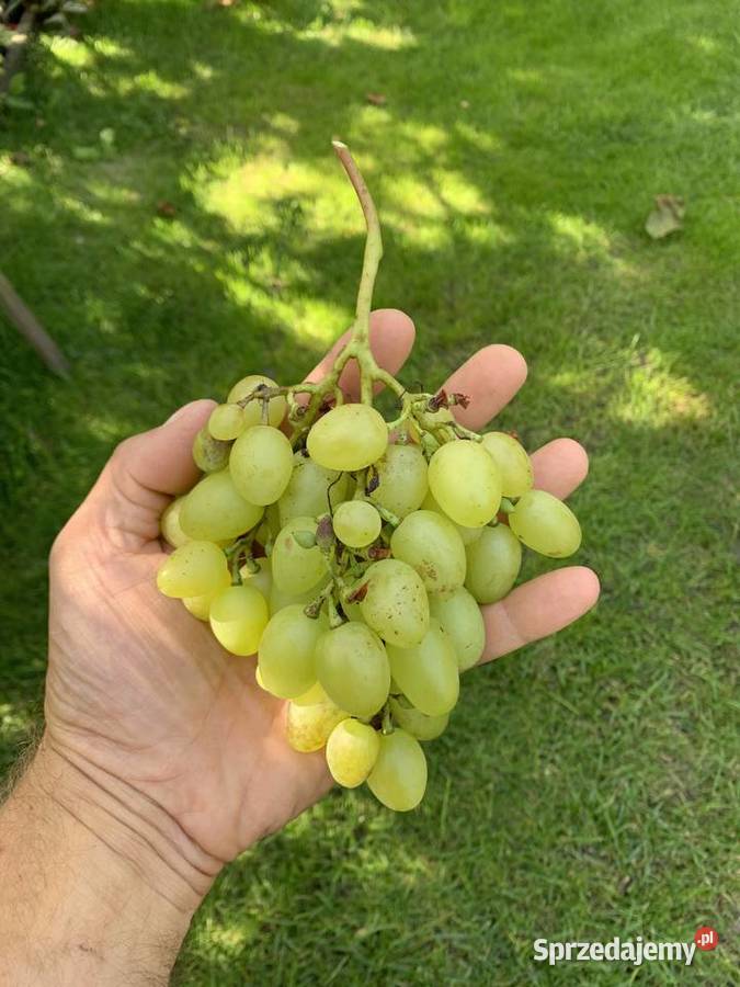 Sadzonki winogrona białe duże smaczne 5 Stalowa Wola