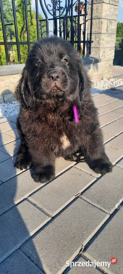 Szczeniaki Nowofundland Wodołaz ZKWP FCI Oborniki sprzedam