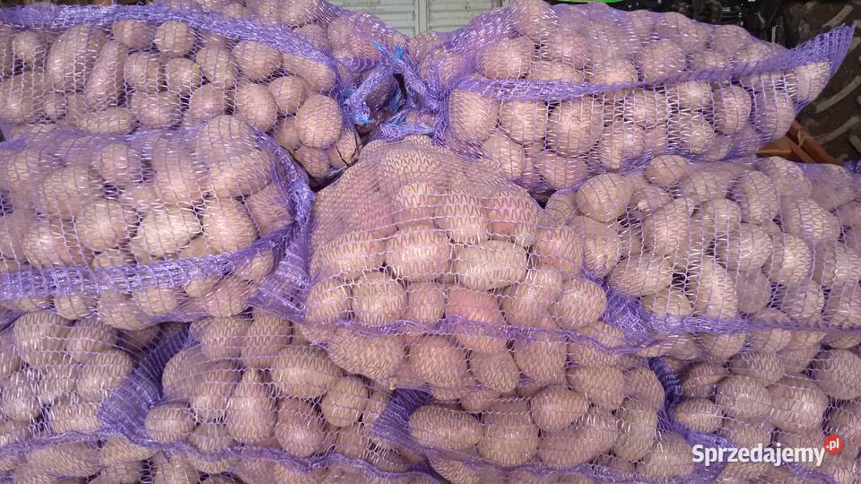 Ziemniaki czerwone Baltic rose Proszowice