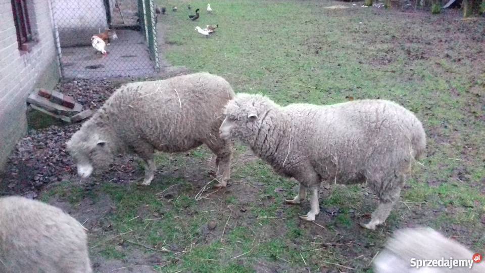 Owce uhruskie lubelskie Komarówka Podlaska sprzedam