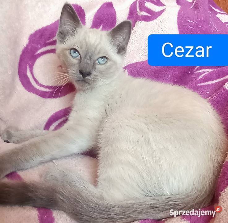 Kot syjamski w starym typie tajski Puławy sprzedam