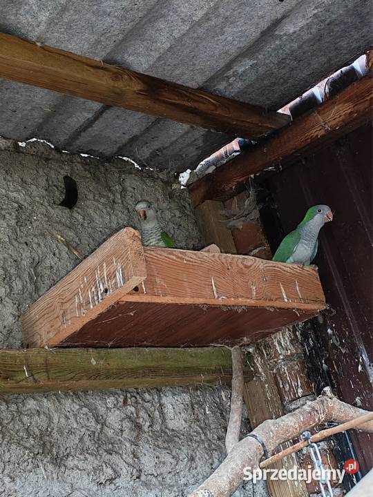 Sprzedam Papugi Mnichy Wielichowo