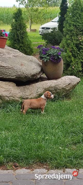 Amstaff American Staffordshire Terrier ZKwP FCI Białystok