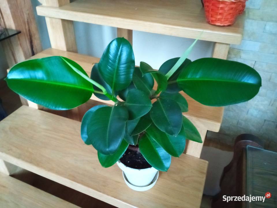 Skrzydłokwiat variegata Diamond piękny Białystok