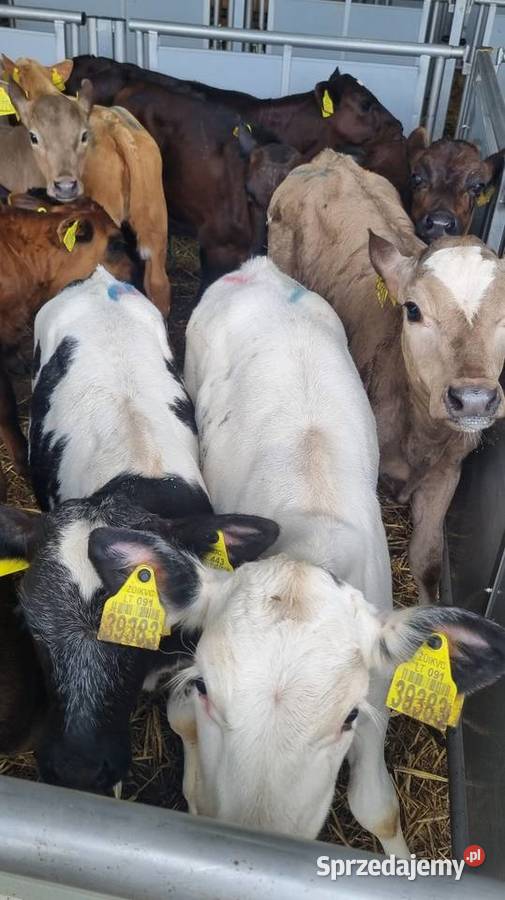 Byczki Jalowki Mięsne mazowieckie Płock