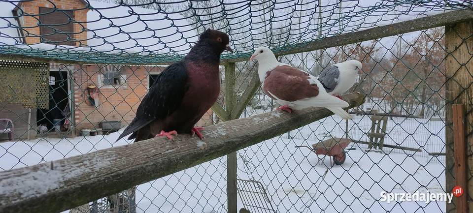 Sprzedam gołębie ozdobne Ptaki lubelskie Tokarówka