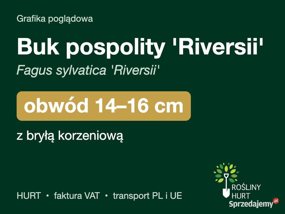Buk pospolity Riversii obwód 1416 z bryłą HURT