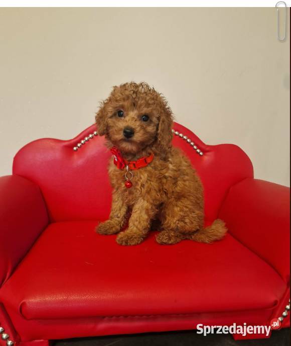 Pudel Toy redpudelek suczka Częstochowa