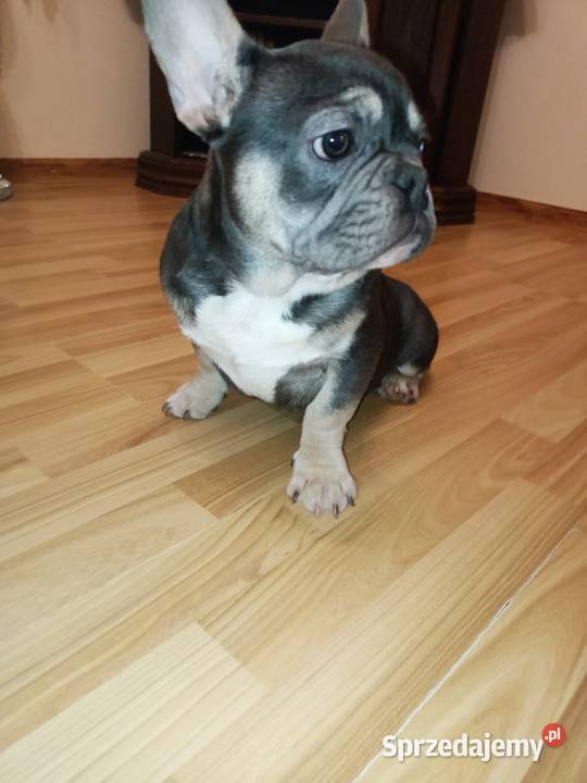 Buldog francuski niebieski blu tan dolnośląskie Żmigród