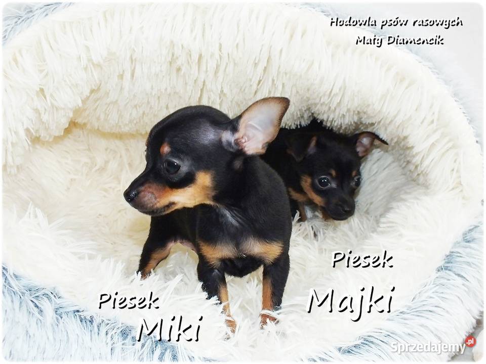 Mini Piesek Pinczer miniaturowy tzw Ratlerek Żary