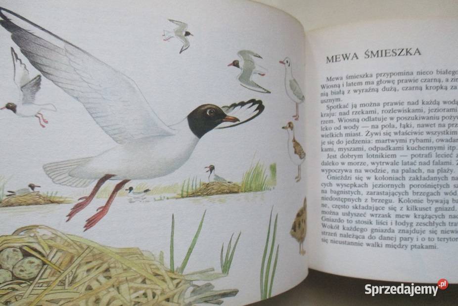 Nasze ptaki TurynNasza przyroda rośliny i łódzkie Łódź