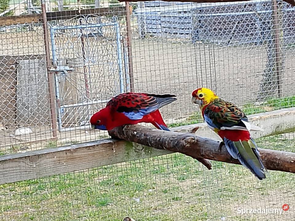 Rozella królewska samica