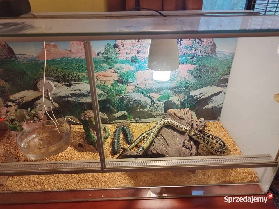 Terrarium z małopolskie Nowy Sącz