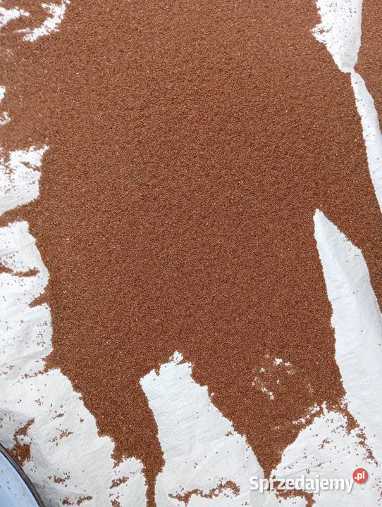 Babka lancetowata nasiona 2024 Izbica