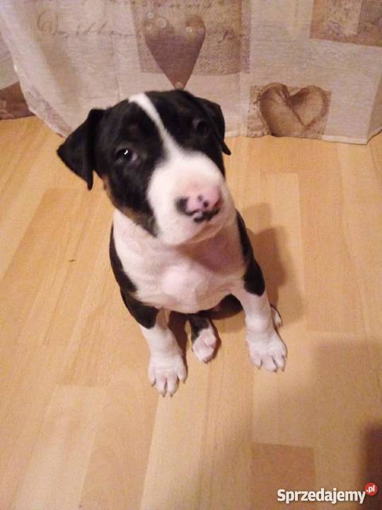 Amstaff 4 miesiące piesek Psy małopolskie Kraków