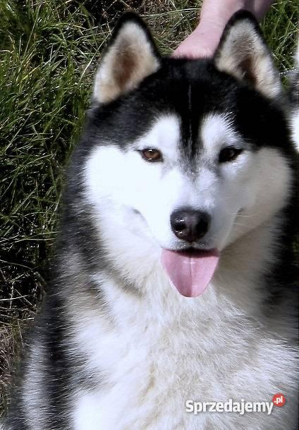 Siberian Husky piekne szczenieta z rodowodem FCI