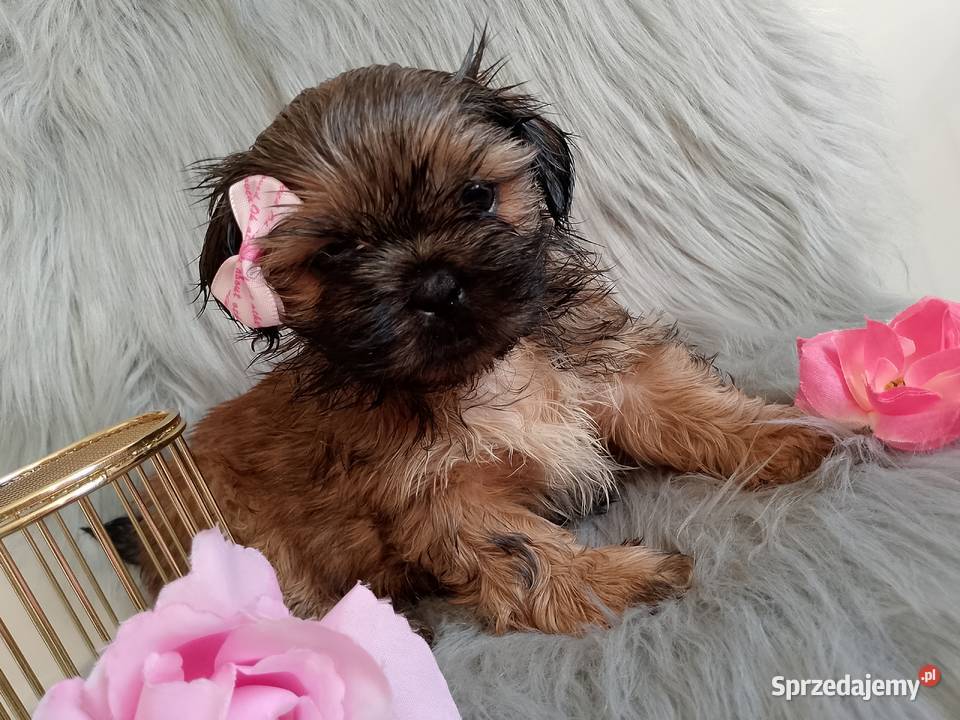 Gotowa do odbioru suczka rasy ShihTzu Syców