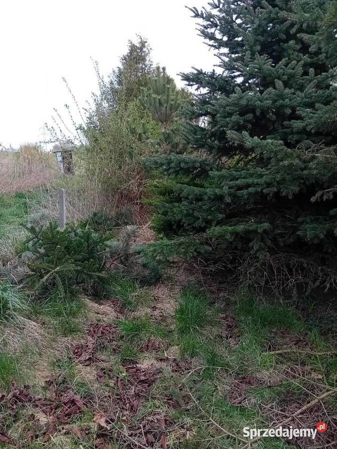 Usługi rębakiem sprzątanie działekkoszenie trawy Tomaszów Lubelski