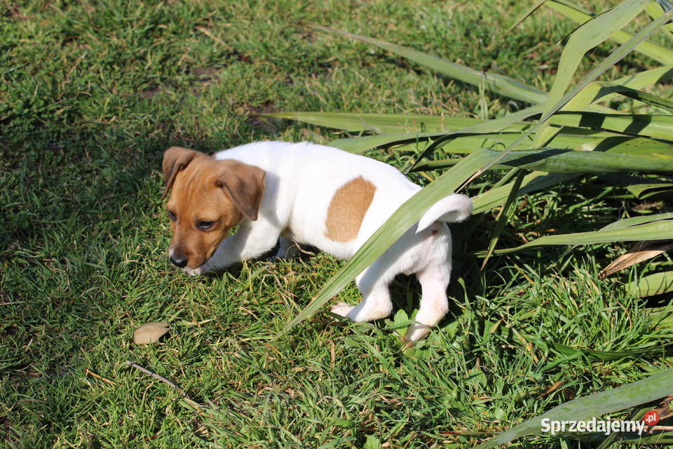 Jack Russell Terrier krótkowłosy Delastowice