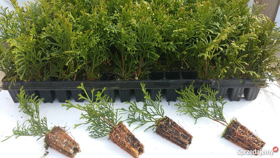 krzewy ozdobne sadzonki brabant szmaragd danica Rośliny Siedlce