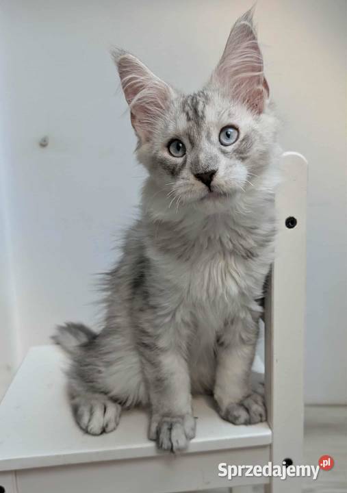 Słodki kocurek Maine Coon Wrocław