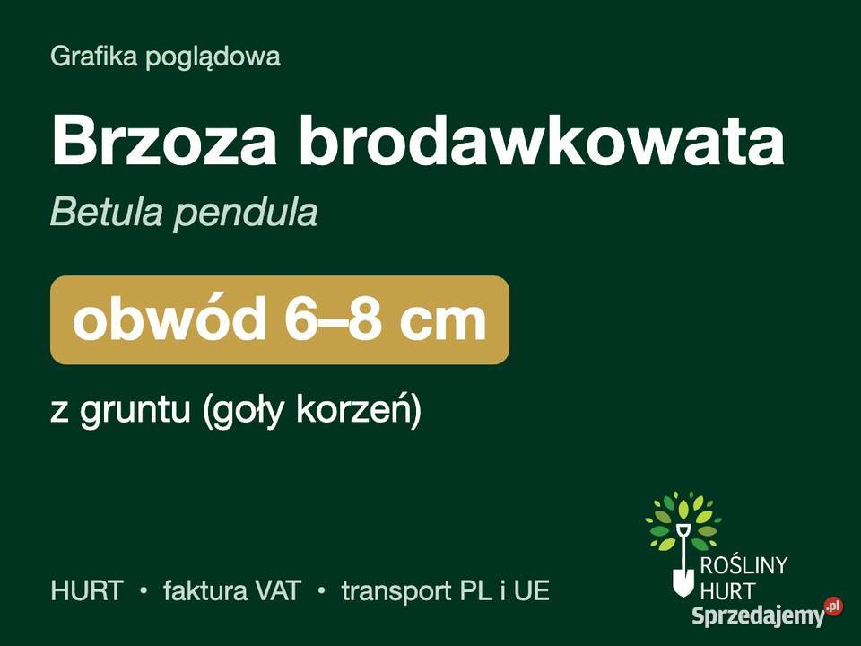 Brzoza brodawkowata Betula pendula obwód 68 z Liściaste
