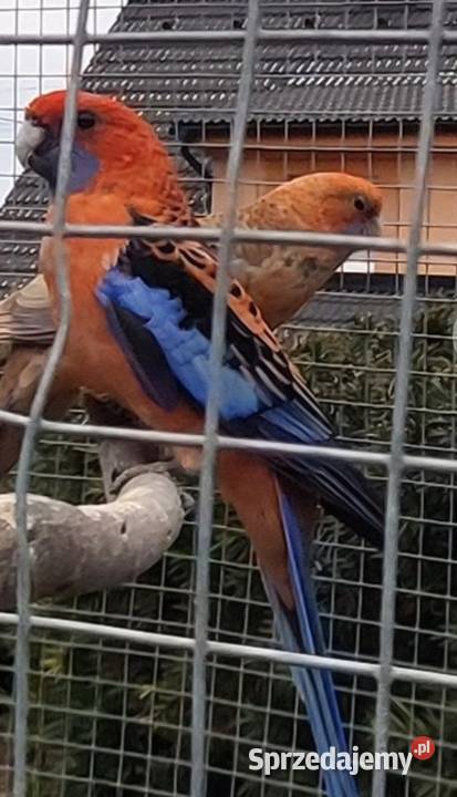 Papugi aleksandretty obrożne rozelle królewskie Biczyce Górne