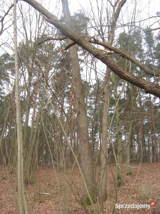 Dęby do ścięcia 58 Opoczno sprzedam