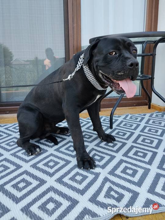 Cane Corso Reproduktor Łuków