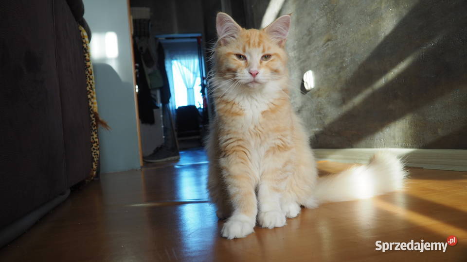 Maine coon z łodzi Łódź