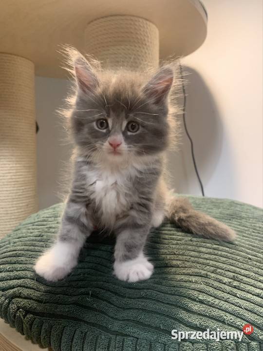 Maine Coon Srebny z białym klasycznie pręgowany mazowieckie sprzedam