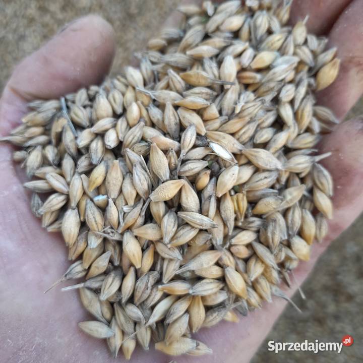 Pszenica pszenżyto jęczmień małopolskie Ostrów Szlachecki