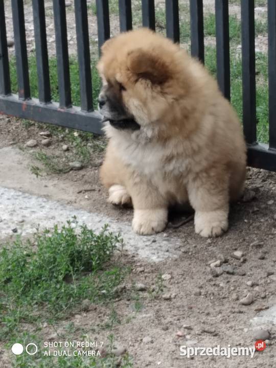 chow chow Łomża sprzedam