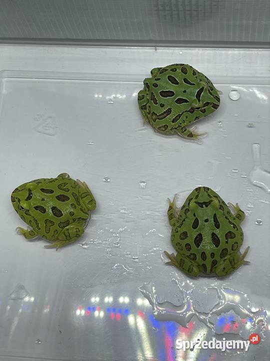 Żaba rogatą ceratophrys cranwelli Katowice