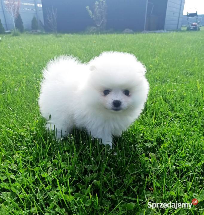 Pomeranian suczka Biała kuleczka puchata ŚLICZN dolnośląskie
