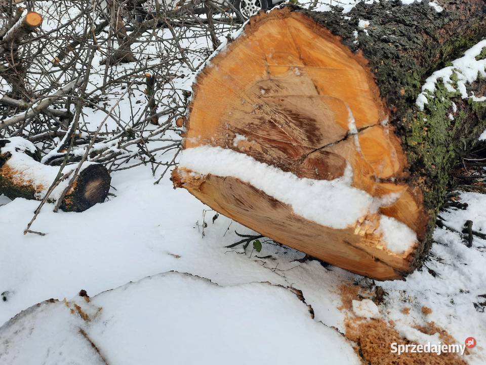 Sprzedam pień czereśni lubelskie Lublin