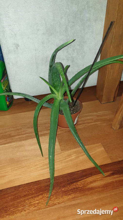 Aloes duży i rozłożysty wieloletni Warszawa