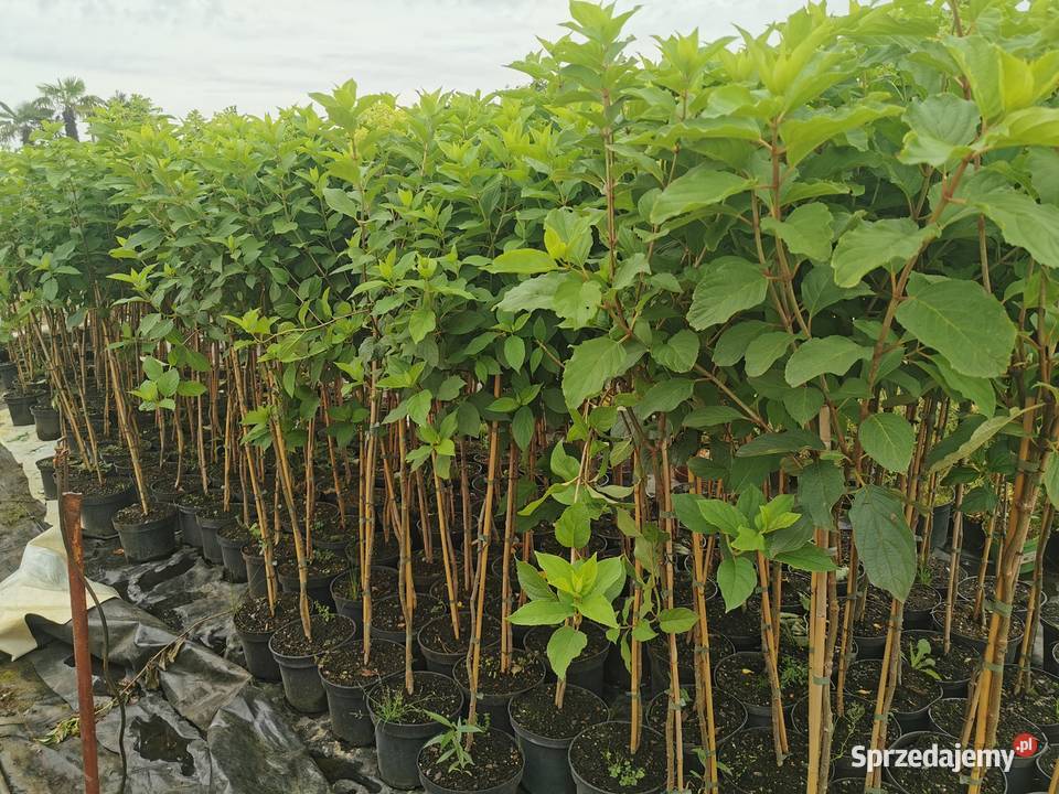 Hortensja bukietowa na pniu mazowieckie Chrzanowo-Bronisze