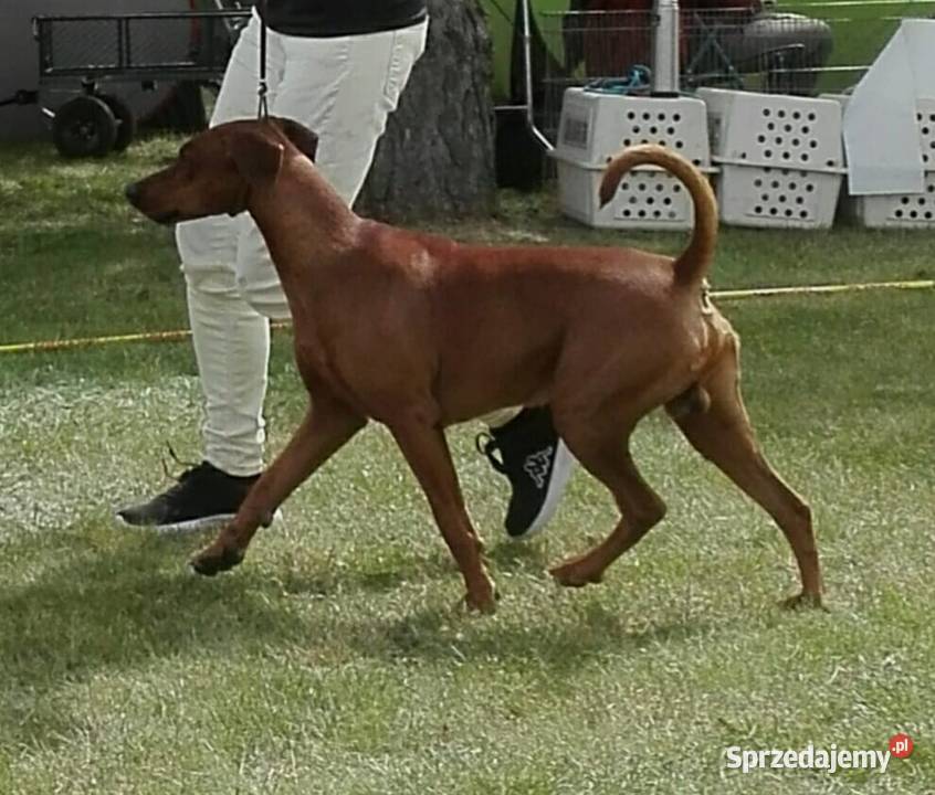 Pinczer średni szczenięta rodowodowe Konin
