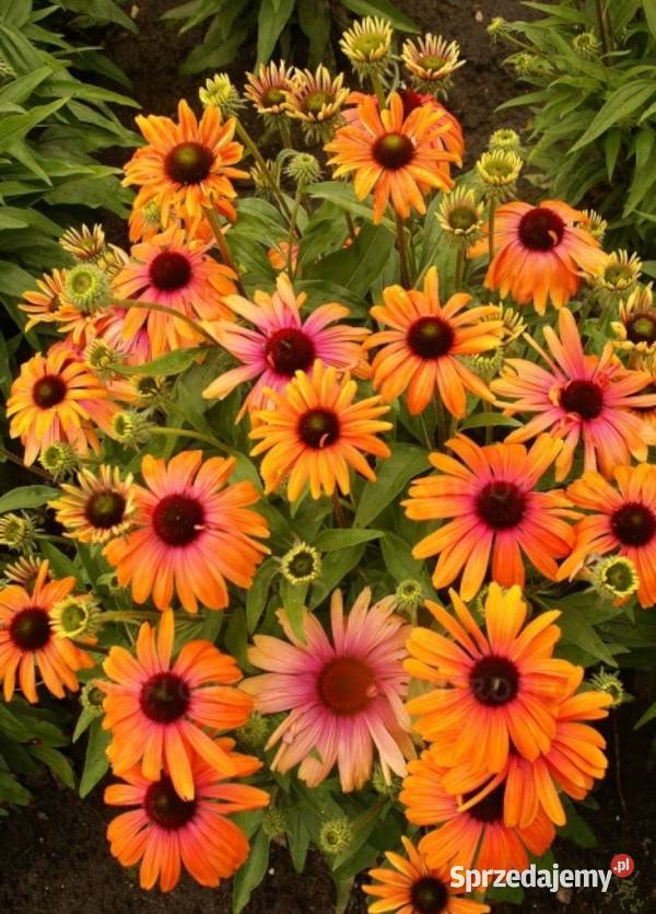 JEŻÓWKA RAINBOW MARCELLA sadzonki w doniczkach sprzedam