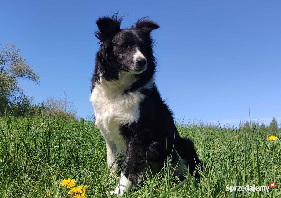 Border Collie przebadani sprawdzeni rodzice Iwonicz