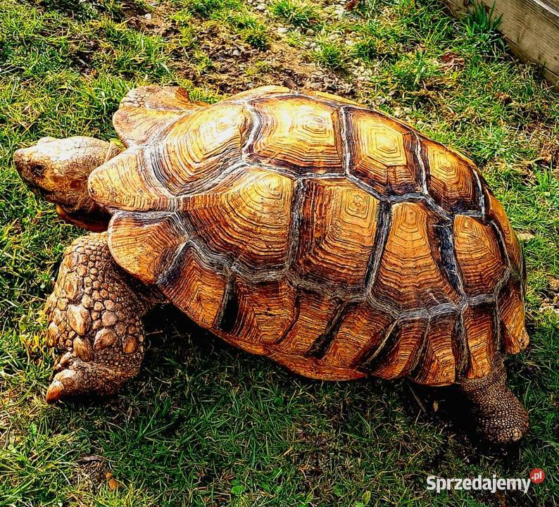 Duże Żółwie pustynne Katowice